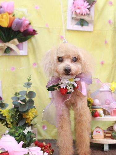 20230312モカくん